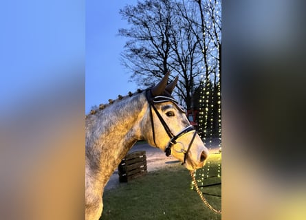 Hannoveriano, Caballo castrado, 3 años, 169 cm, Tordo