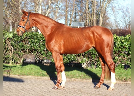 Hannoveriano, Caballo castrado, 3 años, 170 cm, Alazán