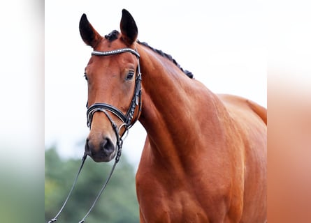 Hannoveriano, Caballo castrado, 3 años, 170 cm, Castaño