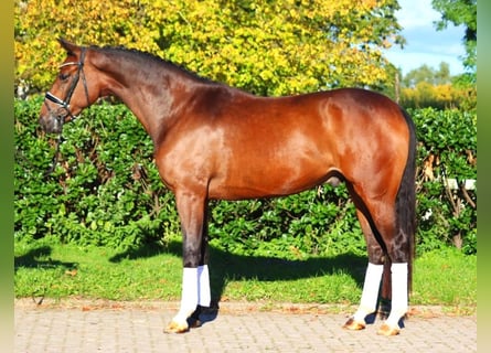 Hannoveriano, Caballo castrado, 3 años, 170 cm, Castaño