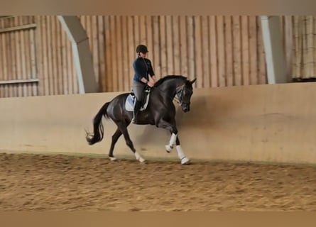 Hannoveriano, Caballo castrado, 3 años, 170 cm, Castaño oscuro