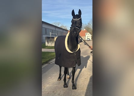 Hannoveriano, Caballo castrado, 3 años, 170 cm, Morcillo
