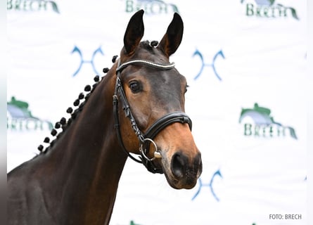 Hannoveriano, Caballo castrado, 3 años, 170 cm, Morcillo