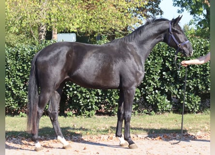 Hannoveriano, Caballo castrado, 3 años, 170 cm, Negro