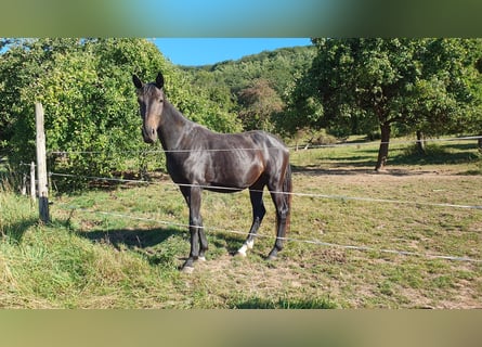 Hannoveriano, Caballo castrado, 3 años, 170 cm, Negro