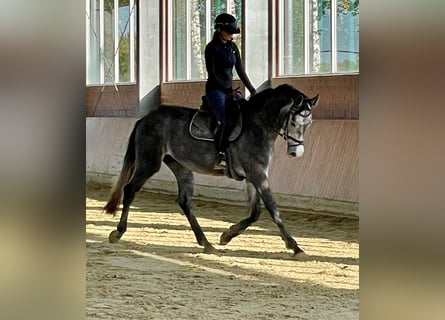 Hannoveriano, Caballo castrado, 3 años, 170 cm, Tordo