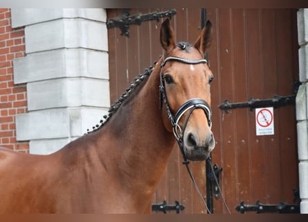 Hannoveriano, Caballo castrado, 3 años, 171 cm, Castaño