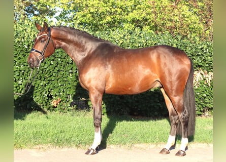 Hannoveriano, Caballo castrado, 3 años, 172 cm, Castaño