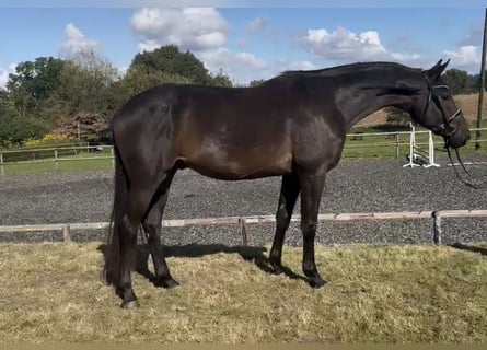 Hannoveriano, Caballo castrado, 3 años, 172 cm, Castaño oscuro