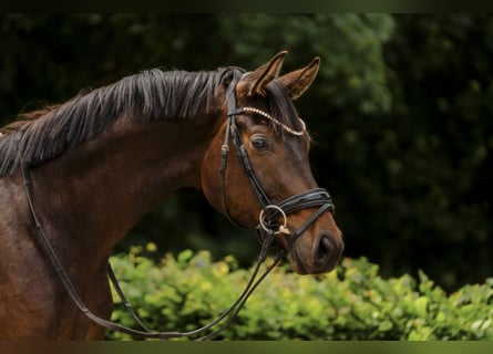 Hannoveriano, Caballo castrado, 3 años, 172 cm, Castaño oscuro