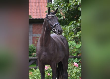 Hannoveriano, Caballo castrado, 3 años, 173 cm, Negro