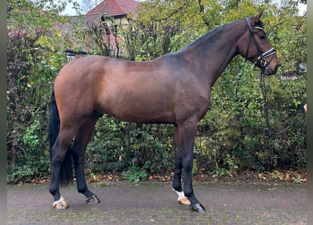 Hannoveriano, Caballo castrado, 3 años, 174 cm, Castaño