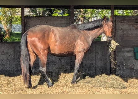 Hannoveriano, Caballo castrado, 3 años, 175 cm, Castaño oscuro
