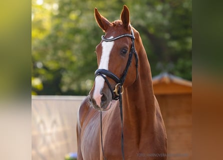 Hannoveriano, Caballo castrado, 3 años, 175 cm, Castaño oscuro