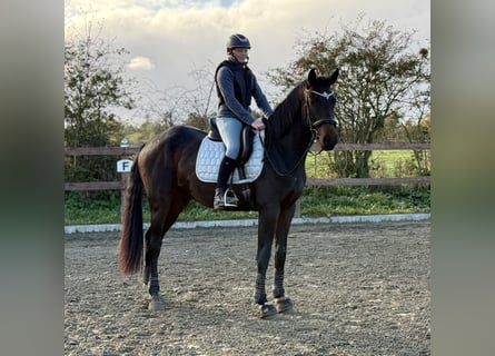 Hannoveriano, Caballo castrado, 3 años, 175 cm, Negro