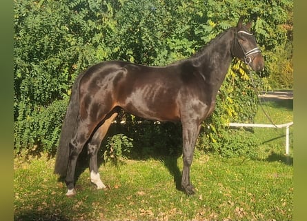 Hannoveriano, Caballo castrado, 3 años, 177 cm, Castaño oscuro