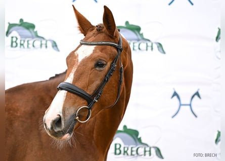 Hannoveriano, Caballo castrado, 3 años, Alazán-tostado