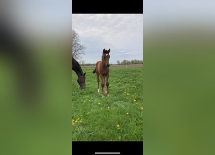 Hannoveriano, Caballo castrado, 3 años, Castaño oscuro