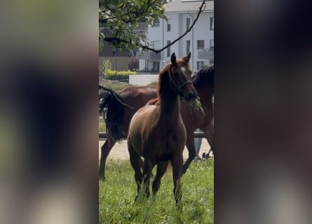 Hannoveriano, Caballo castrado, 4 años, 156 cm, Alazán