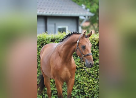 Hannoveriano, Caballo castrado, 4 años, 156 cm, Castaño
