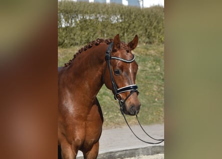 Hannoveriano, Caballo castrado, 4 años, 158 cm, Alazán