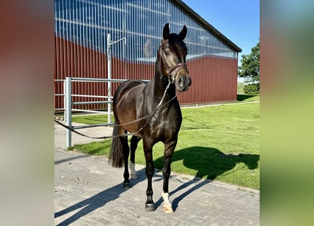 Hannoveriano, Caballo castrado, 4 años, 158 cm, Morcillo