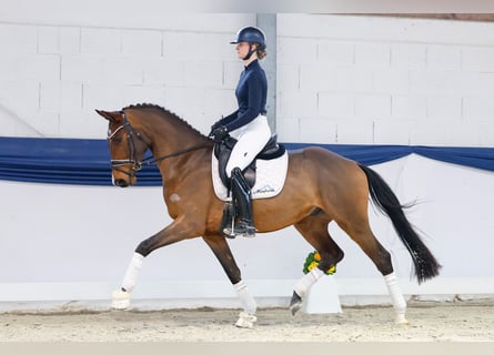 Hannoveriano, Caballo castrado, 4 años, 159 cm, Castaño