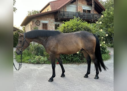 Hannoveriano, Caballo castrado, 4 años, 160 cm, Castaño