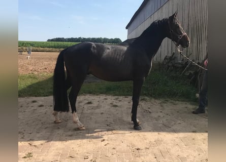 Hannoveriano, Caballo castrado, 4 años, 160 cm, Morcillo