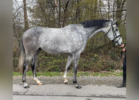 Hannoveriano, Caballo castrado, 4 años, 161 cm, Tordo