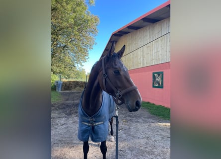 Hannoveriano, Caballo castrado, 4 años, 163 cm, Castaño