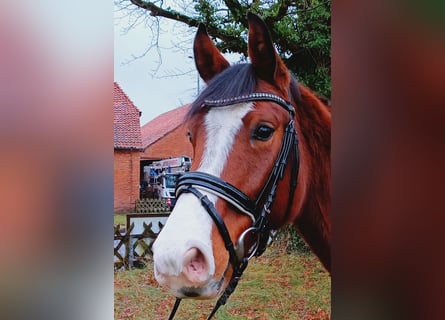 Hannoveriano, Caballo castrado, 4 años, 163 cm, Castaño