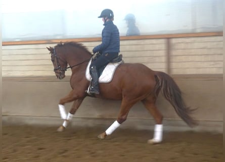 Hannoveriano, Caballo castrado, 4 años, 164 cm, Alazán-tostado