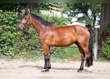 Hannoveriano, Caballo castrado, 4 años, 164 cm, Castaño
