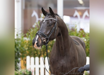 Hannoveriano, Caballo castrado, 4 años, 164 cm, Morcillo
