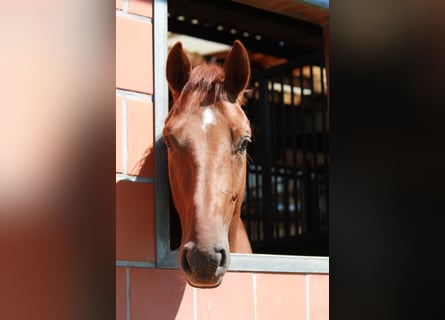 Hannoveriano, Caballo castrado, 4 años, 165 cm, Alazán