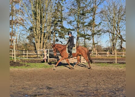 Hannoveriano, Caballo castrado, 4 años, 165 cm, Alazán