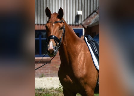 Hannoveriano, Caballo castrado, 4 años, 165 cm, Alazán
