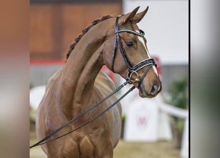 Hannoveriano, Caballo castrado, 4 años, 165 cm, Alazán