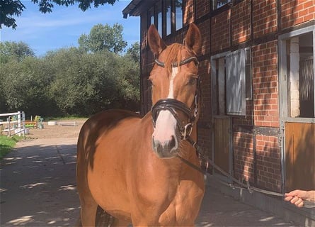 Hannoveriano, Caballo castrado, 4 años, 165 cm, Alazán