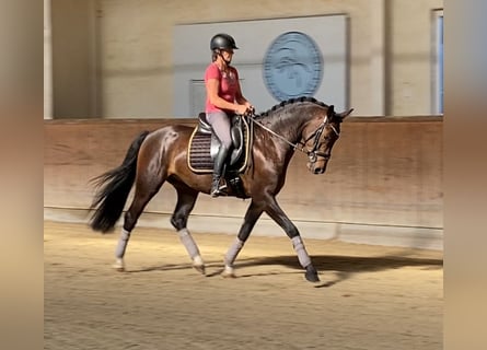 Hannoveriano, Caballo castrado, 4 años, 165 cm, Castaño oscuro