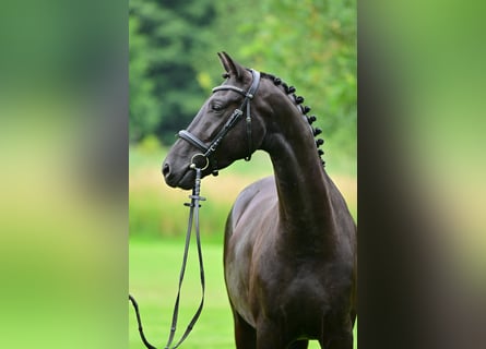 Hannoveriano, Caballo castrado, 4 años, 165 cm, Negro