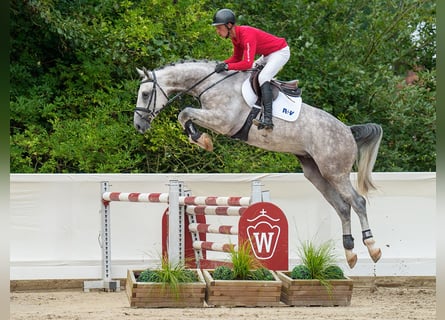 Hannoveriano, Caballo castrado, 4 años, 165 cm, Tordo