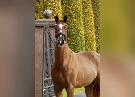 Hannoveriano, Caballo castrado, 4 años, 166 cm, Alazán