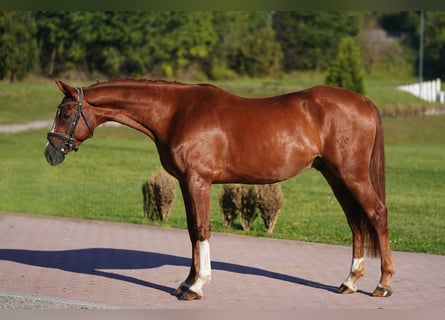 Hannoveriano, Caballo castrado, 4 años, 166 cm, Alazán