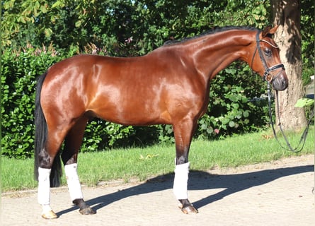 Hannoveriano, Caballo castrado, 4 años, 166 cm, Castaño