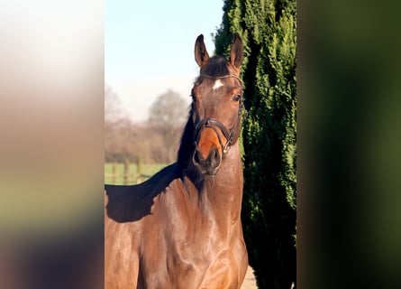 Hannoveriano, Caballo castrado, 4 años, 166 cm, Castaño