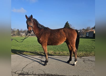 Hannoveriano, Caballo castrado, 4 años, 166 cm, Castaño