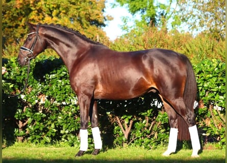 Hannoveriano, Caballo castrado, 4 años, 166 cm, Castaño oscuro