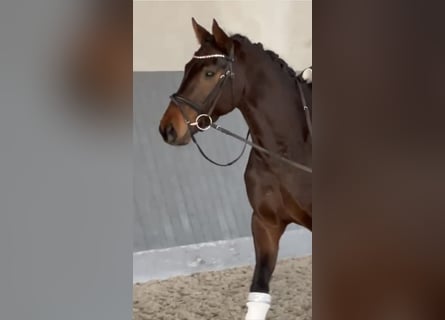 Hannoveriano, Caballo castrado, 4 años, 166 cm, Castaño oscuro